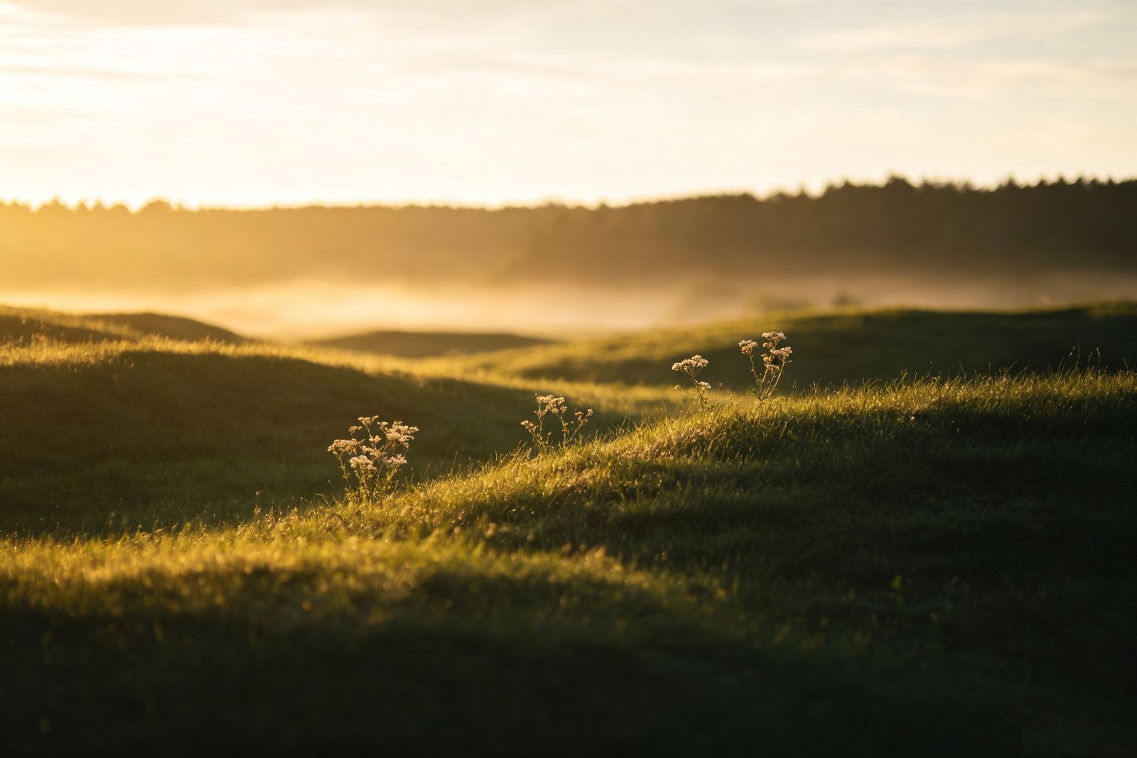 Rolling grassy hills and delicate wildflowers glowing in warm golden hour sunlight with misty morning fog and distant tree silhouettes.
